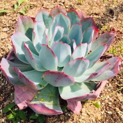 蓝光多肉植物包菜三仙大老桩大颗好养贵货阳台绿植花卉