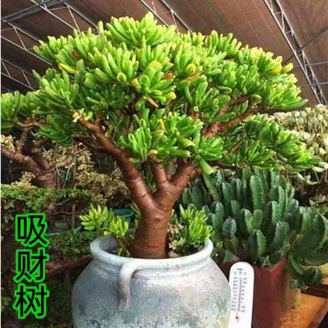 吸财树多肉植物老桩5年大棵整桩招财猫群生多头阳台盆栽花卉包邮