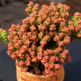 多肉植物 小米星群生多头整盆肉肉植物盆栽室内四季花卉办公绿植