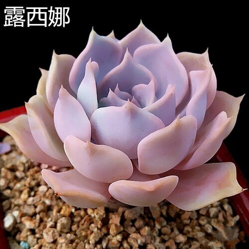 露西娜盆栽多肉绿植阳台简单易养