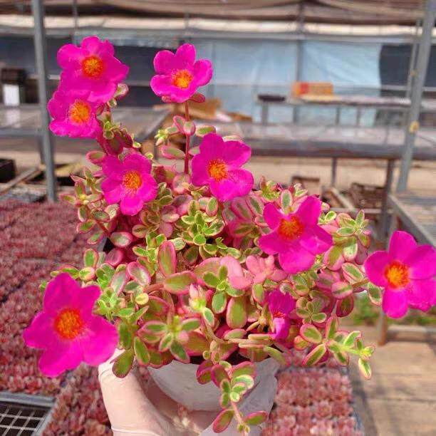 太阳花锦多肉植物 新手推荐马齿苋会开花 室内盆栽绿植花卉花