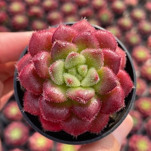 植物辦公室內(nèi)陽(yáng)臺(tái)桌面四季 卡羅爾多肉四季 盆栽高顏值耐寒熱