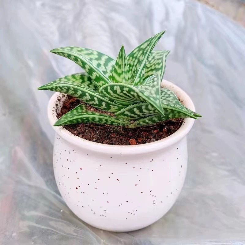 翠花掌姬千代芦荟科植物室内四季常绿稀有美观开花迷你高颜值盆栽