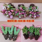 新手套餐 多肉植物 室内好养活 钱串 吹雪之松锦 盆栽组合 吸财树