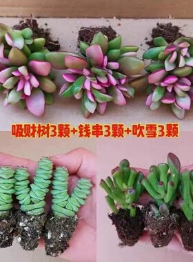 多肉植物 盆栽组合 吸财树 钱串 吹雪之松锦 新手套餐 室内好养活