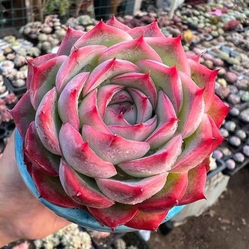 侧影精品贵货阳台庭院好养多肉植物新人新手