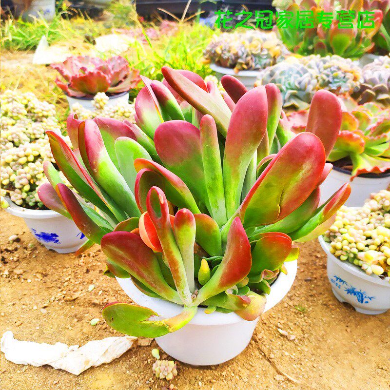 稀有品种火狐狸多肉一物一拍多肉植物大稀有贵货唐印变异缀化