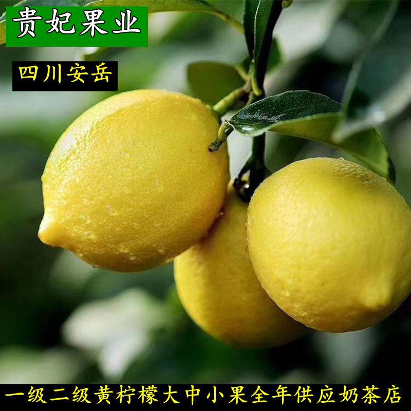 四川安岳香水黄柠檬5斤新鲜水果现货海南一级全年供应奶茶店