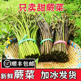 2斤5斤 贵州嫩甜蕨菜新鲜野生野菜龙爪菜现摘撅菜蕨苔当季 包邮 顺丰