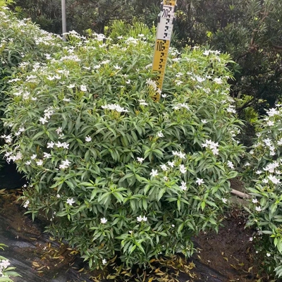 珍珠狗牙花木本植物花园庭院送货