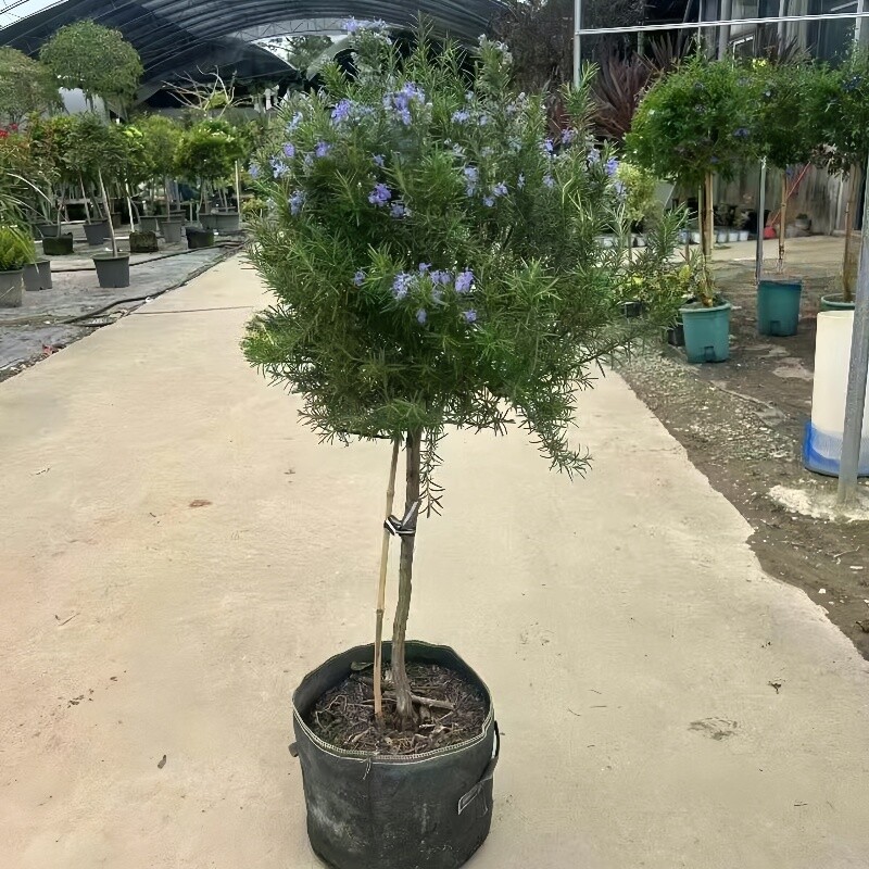 迷迭香盆栽可食用带香开花大绿植图片