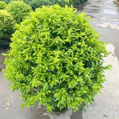 黄金叶球花园庭院别墅阳台大植物
