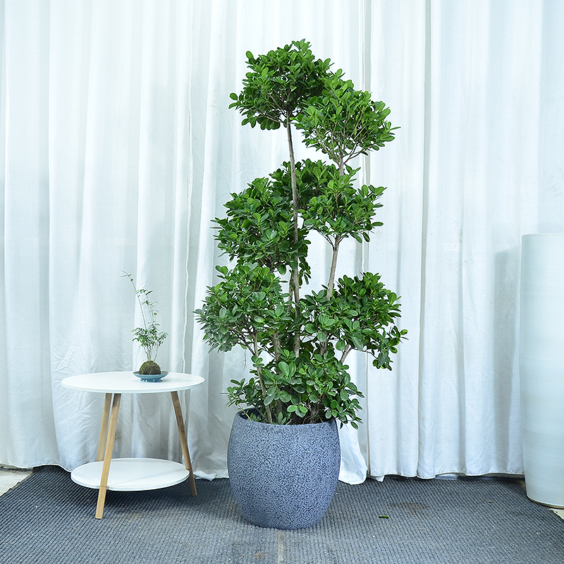 造型金钱榕树盆栽客厅庭院阳台