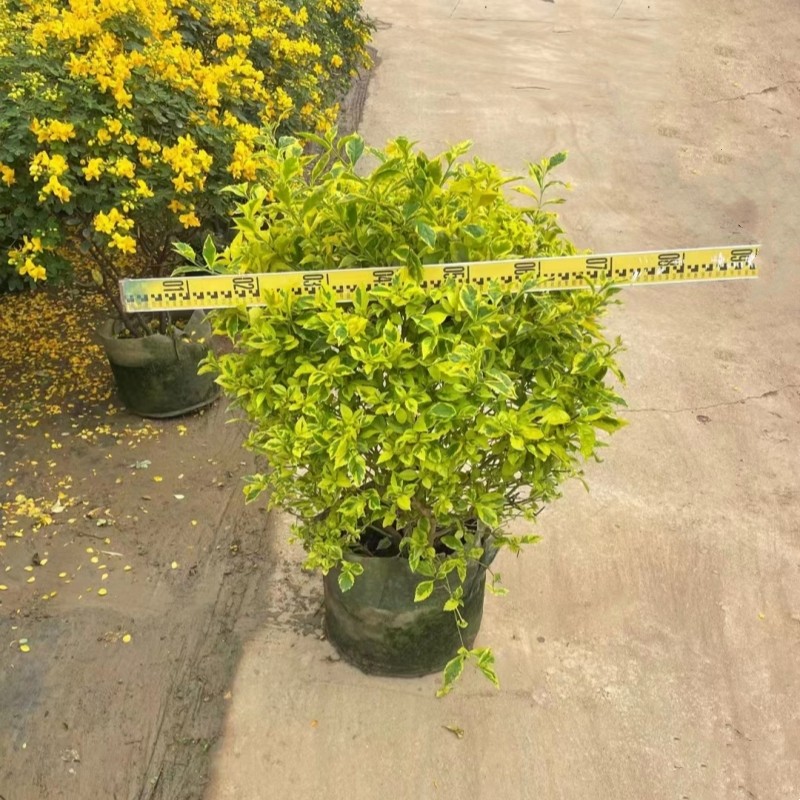 金叶假连翘球盆栽花叶假连翘栀子花球阳台花园别墅庭院绿化苗植物