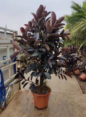 橡皮树植物大型盆栽全国送货上门