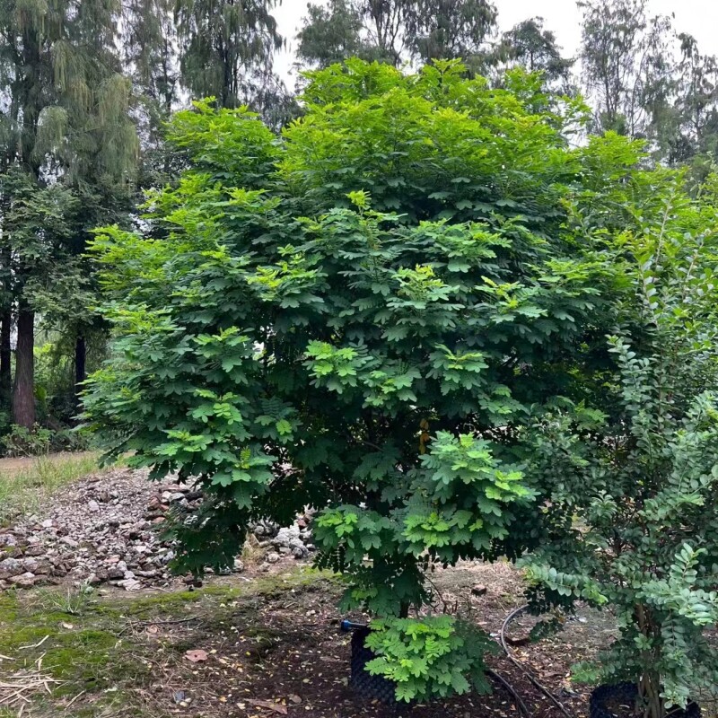 风景树庭院黄槐树苗黄花决明黄槐花树苗公园室外四季开花绿化植物