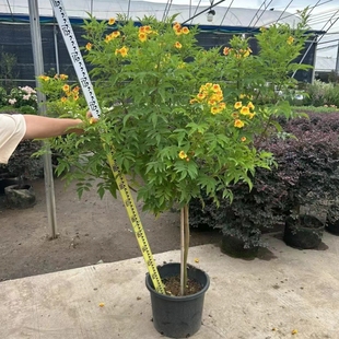 珍贵植物橙钟花盆栽庭院阳台花园别墅黄钟花四季开花地载造景绿植