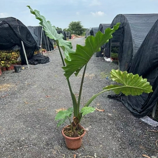波尔图巨浪海芋室内大型观叶四季常青植物庭院阳台办公室别墅盆栽
