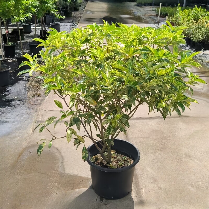 金叶重瓣丁香花大盆栽多季开花