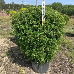 福建茶苗阳台庭院花园别墅四季常青工程绿化苗耐高温耐阴好养植物