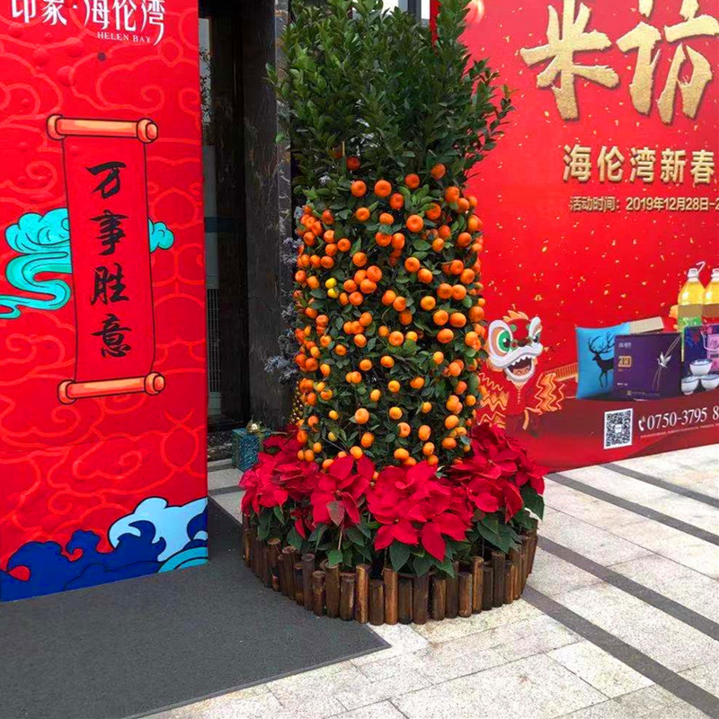 年桔盆栽四季桔子朱砂桔带果桃花树年宵花大型公司工厂金桔年橘树,鲜花速递/花卉仿真/绿植园艺,大型绿植/成品组合盆栽,淘宝优惠券,粉丝福利购,淘宝优惠卷