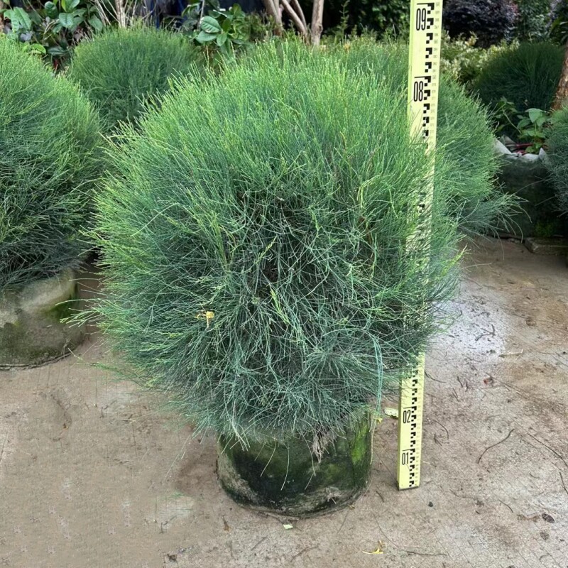 木麻黄树苗盆栽马尾松树苗花园庭院阳台别墅造景绿化植物四季常绿