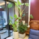 滴水观音老桩海芋大型盆栽室内客厅服装 店办公室四季 常青好养绿植