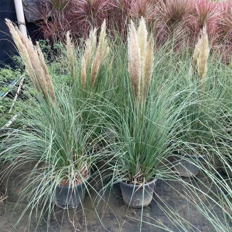 矮蒲苇盆栽花园庭院别墅阳台送货