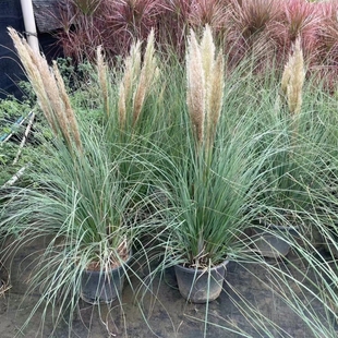 矮蒲苇盆栽芦苇草花卉植物可做干花四季长绿多年生荒野风格耐寒热