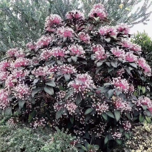 烟火树盆栽适种阳台庭院花园别墅