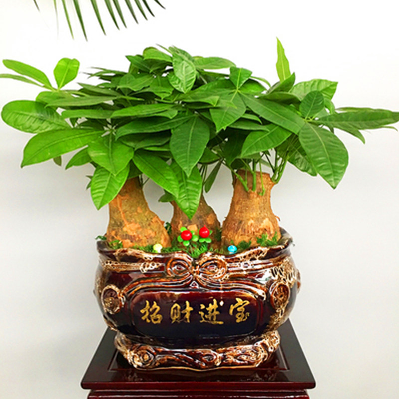 广州佛山发财树盆景转运招财前台办公桌开业乔迁入伙送礼盆栽植物
