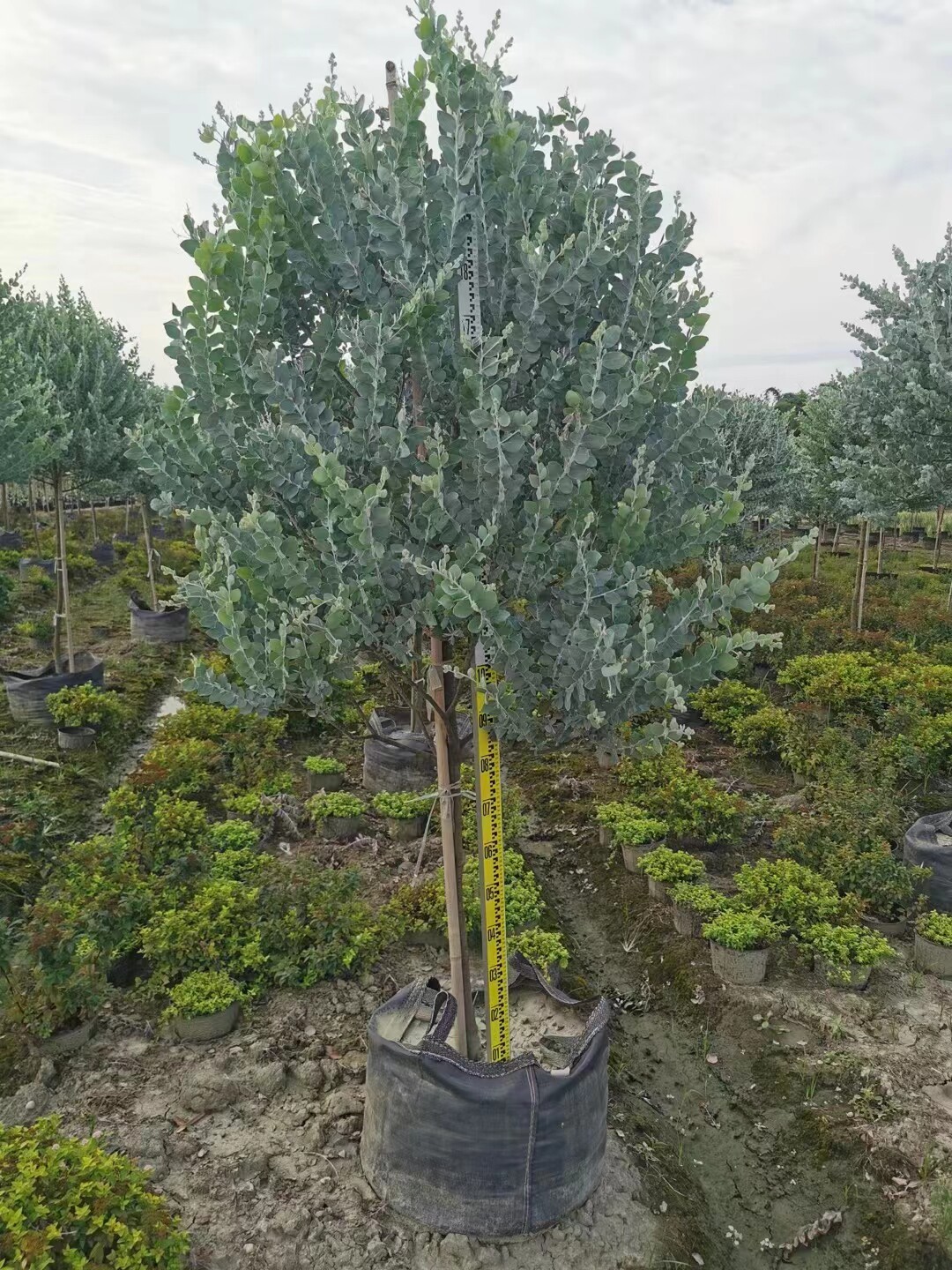 巨无霸大银叶金合欢盆栽树苗室外庭院阳台绿植澳洲品种风景树花园