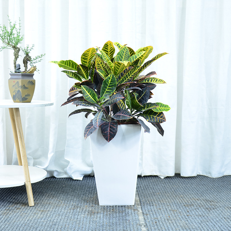 变叶木盆栽 变色木彩叶盆景走廊阳台观赏室外庭院造景绿植物花卉