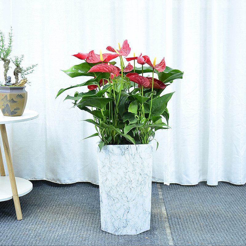 红掌盆栽带花苞年宵花卉植物四季开花客厅办公室大型室内观花绿植