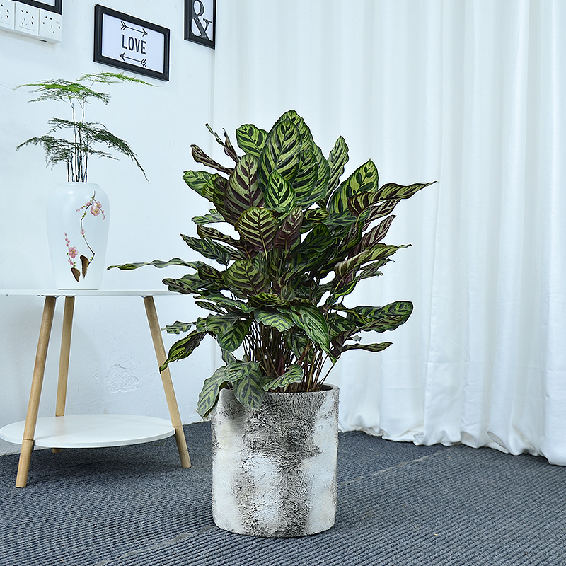 孔雀竹芋植物送货入户