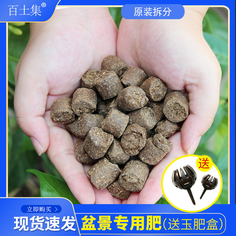 玉肥盆景专用肥日本原装进口肥料松柏多肉花卉专用缓释肥送玉肥盒 坚业旗舰店 淘优券