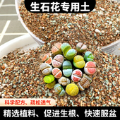 生石花专用土多肉屁屁种植营养土播种pp铺面石肉锥种植种子颗粒土