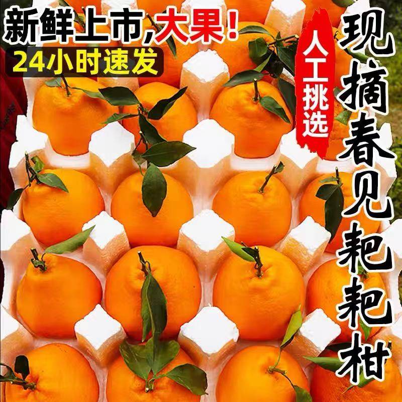 四川春见耙耙柑粑粑柑10斤橘子甜当季整箱杷杷新鲜水果丑柑桔年货,水产肉类/新鲜蔬果/熟食,桔子,淘宝优惠券,粉丝福利购,淘宝优惠卷