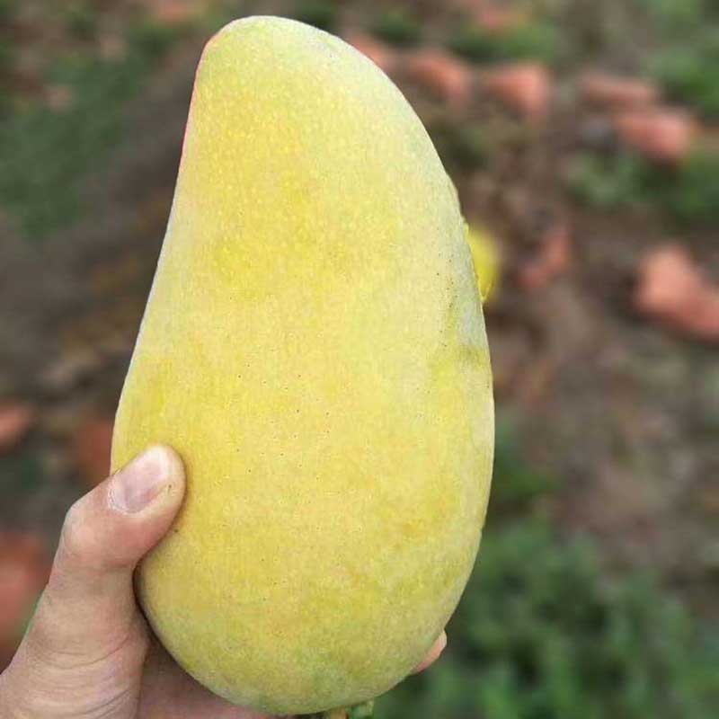 现摘海南金煌芒10斤大芒果特大金煌芒水仙芒新鲜包邮当季海南水果