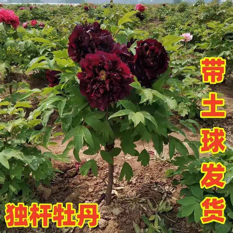 牡丹独杆树带大土球发货别墅花卉