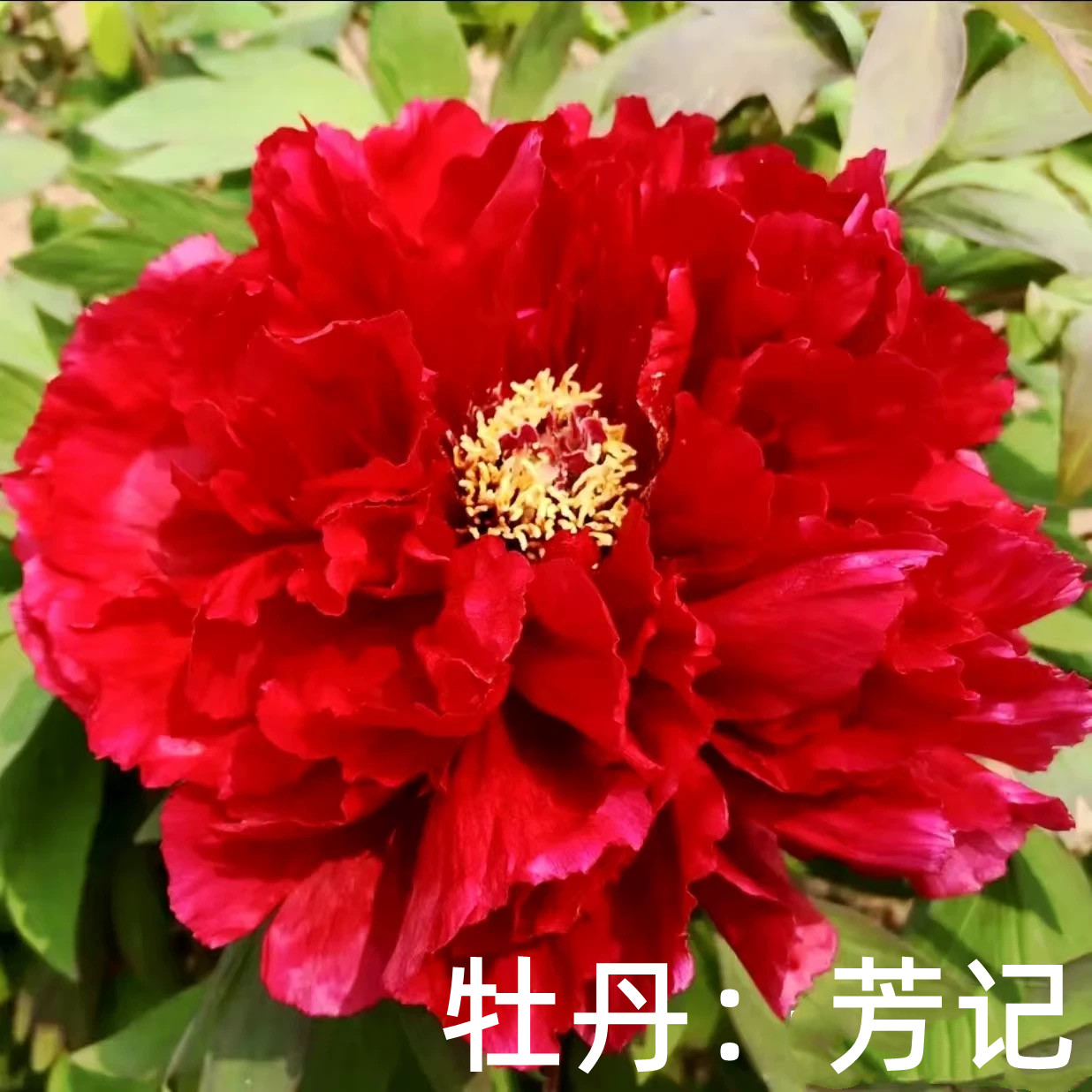芳记牡丹花苗大红色菏泽正宗观赏重瓣精品阳台庭院花卉植物正红色