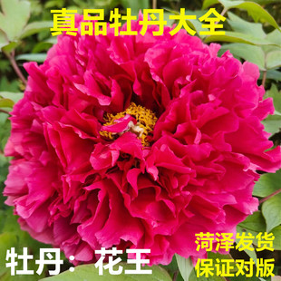 牡丹花苗花王正宗重瓣盆栽庭院大苗耐寒菏泽洛阳观赏花卉老桩树苗