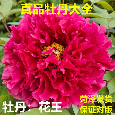 牡丹花王进口品种花苗开花硕大