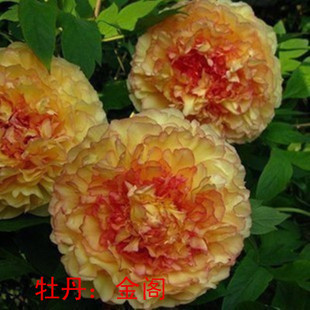 牡丹花苗黄金阁正宗重瓣盆栽庭院大花苗耐寒菏泽观赏花卉老桩树苗
