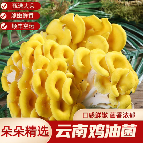 云南新鲜鸡油菌产地直发500g