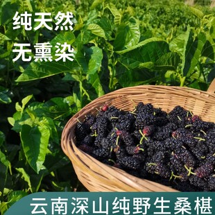 云南特产丽江高原古树黑桑葚干免洗野生果干泡水干净无沙云南桑葚