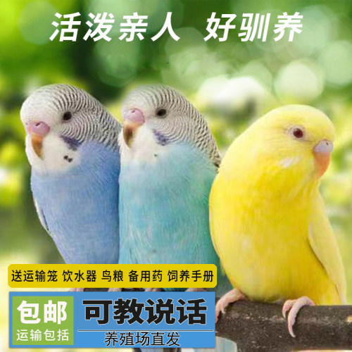 欧立海鹦鹉活鸟虎皮学可说话