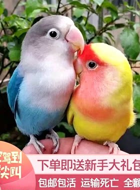 欧立海牡丹鹦鹉活鸟活物虎皮鹦鹉小鸟活鸟家养的鸟类活鸟宠物鹦鹉