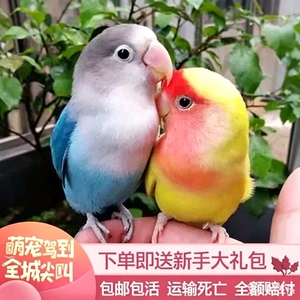欧立海牡丹鹦鹉活鸟活物虎皮鹦鹉小鸟活鸟家养的鸟类活鸟宠物鹦鹉