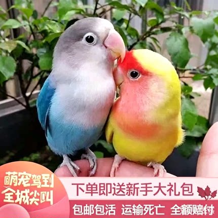欧立海牡丹鹦鹉活鸟活物虎皮鹦鹉小鸟活鸟家养的鸟类活鸟宠物鹦鹉